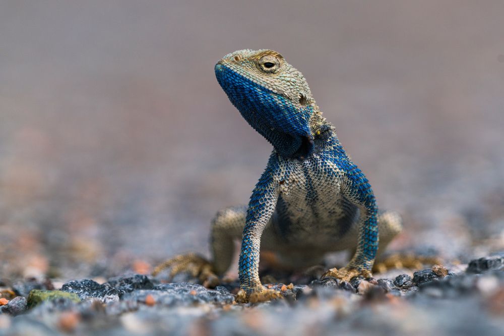 Степная агама