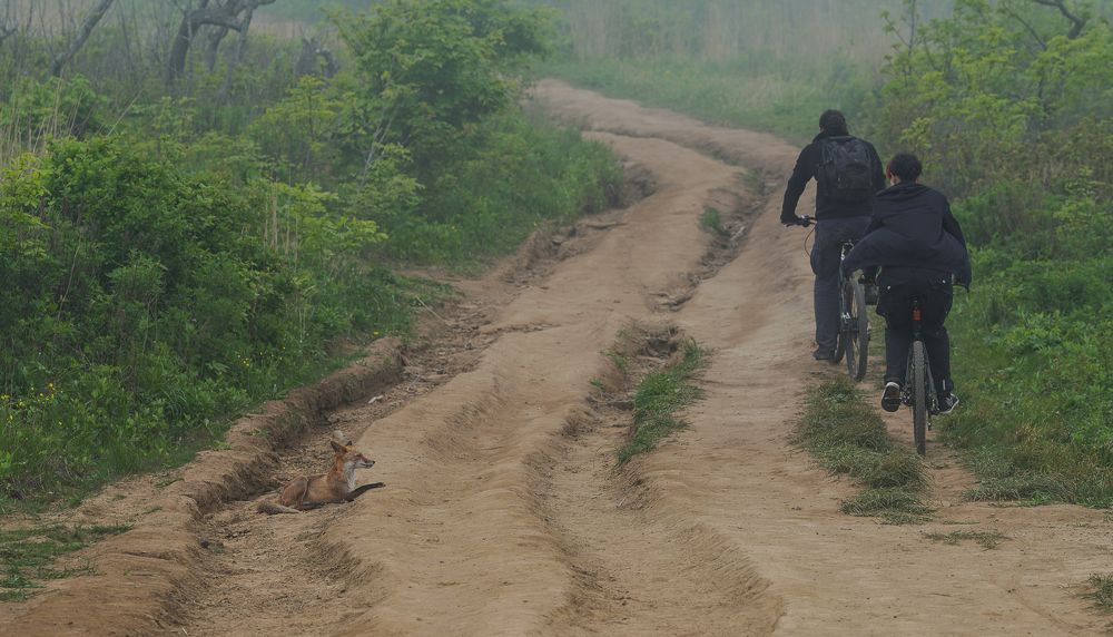 Взаимопонимание