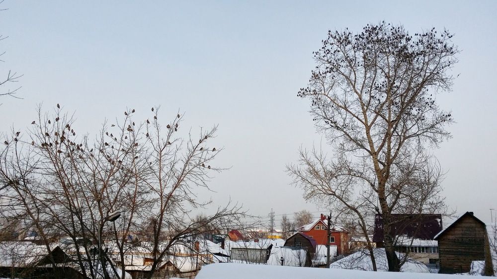 Свиристели прилетели
