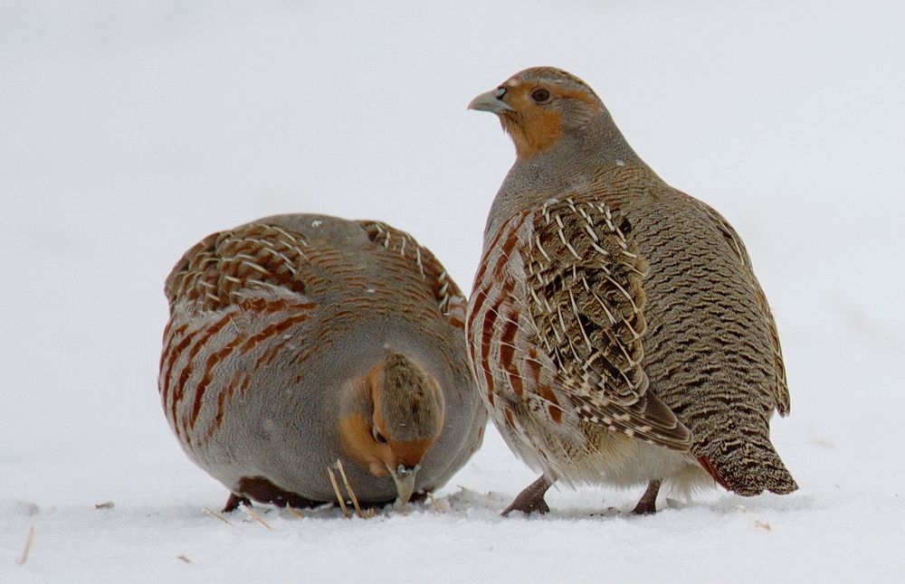 Серые куропатки