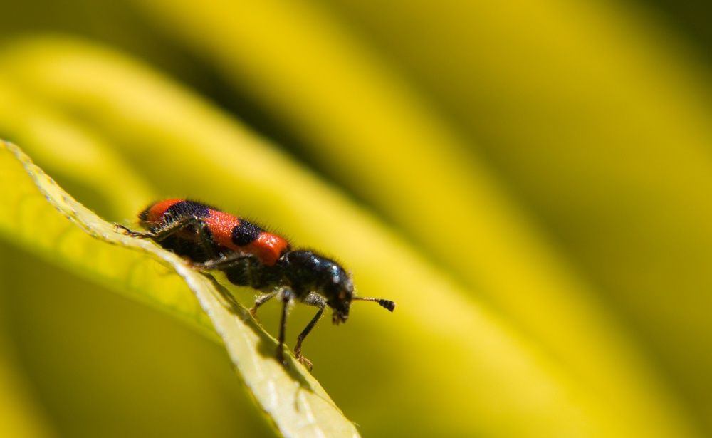 Красное и черное