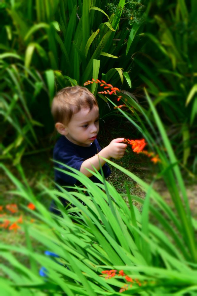 Exploring and playing for gardens.