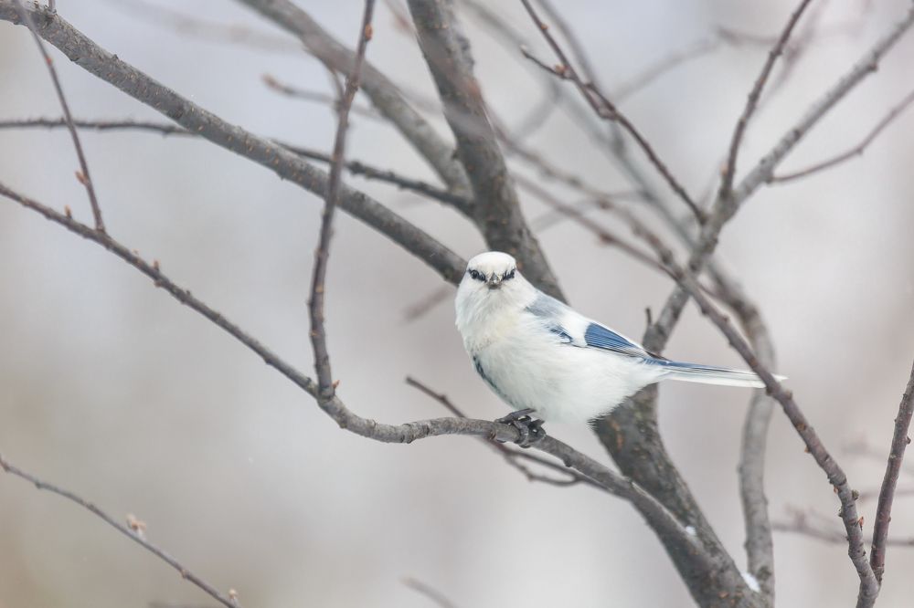 Князёк, или белая лазоревка