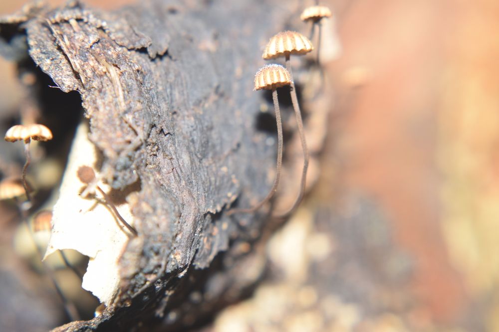 Jamur Kayu