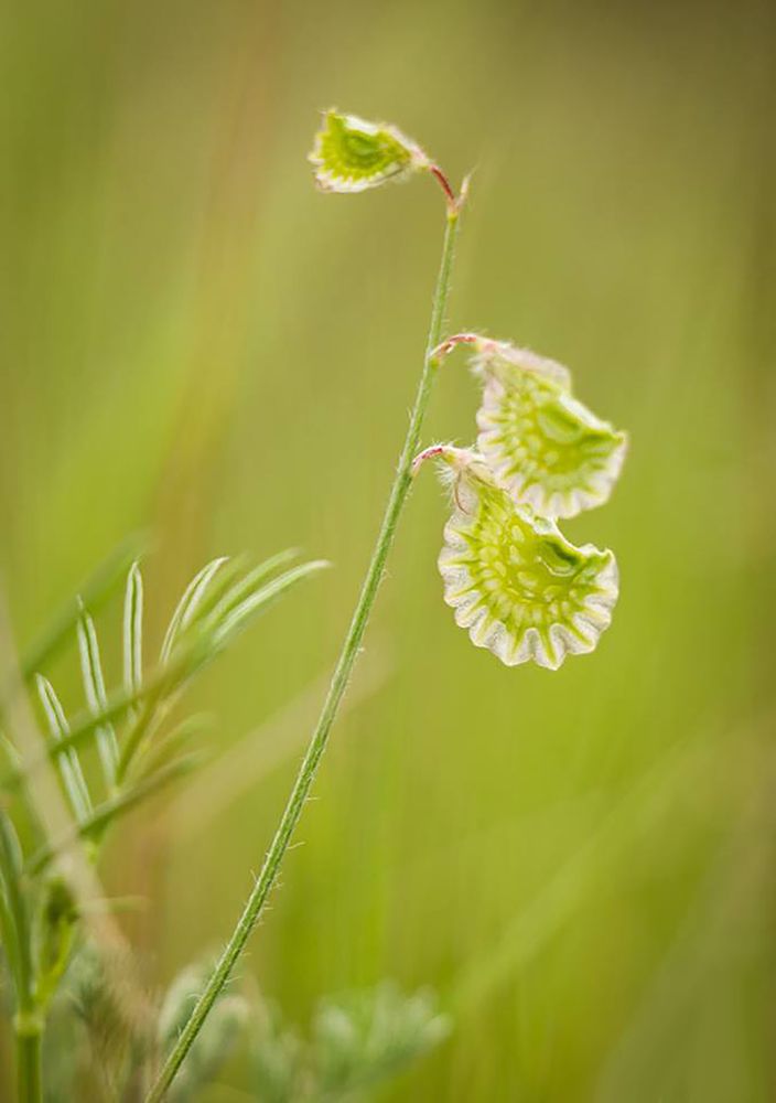 Каратауский ажур