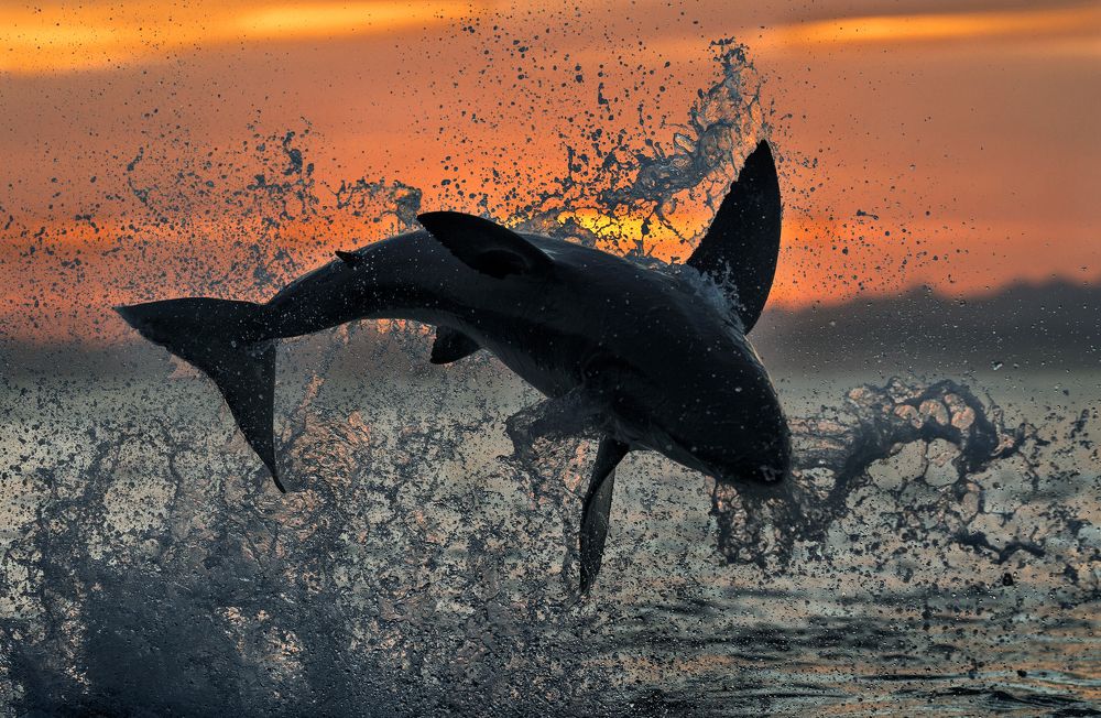 Летающая акула на рассвете..