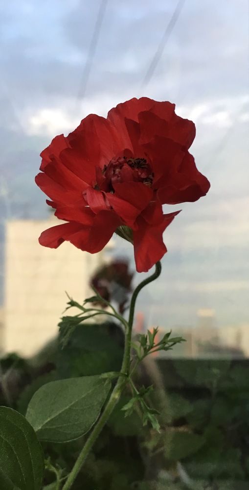 Аленький цветочек