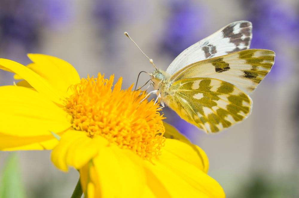 Photograph by Александр Михайлов