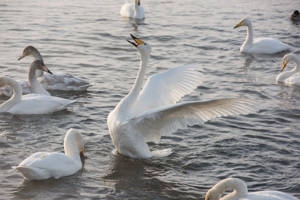 Альфа-самец.