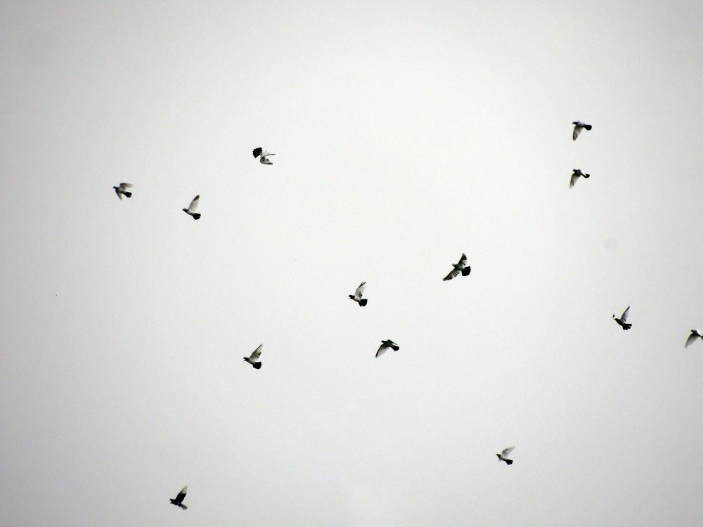 Freedom