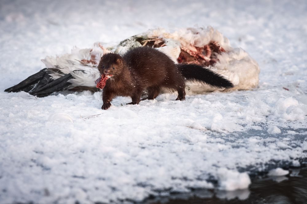 Норка на охоте