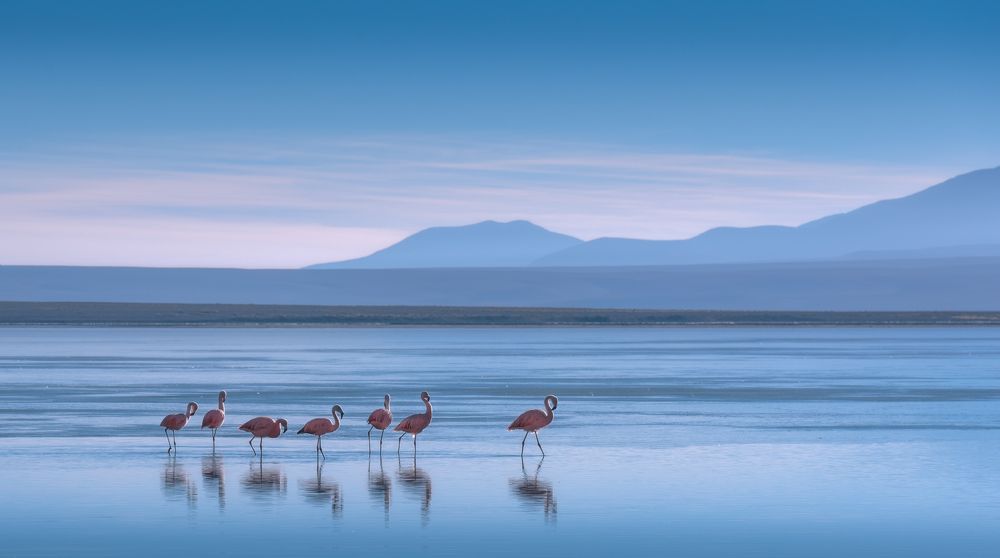 Flamingoes