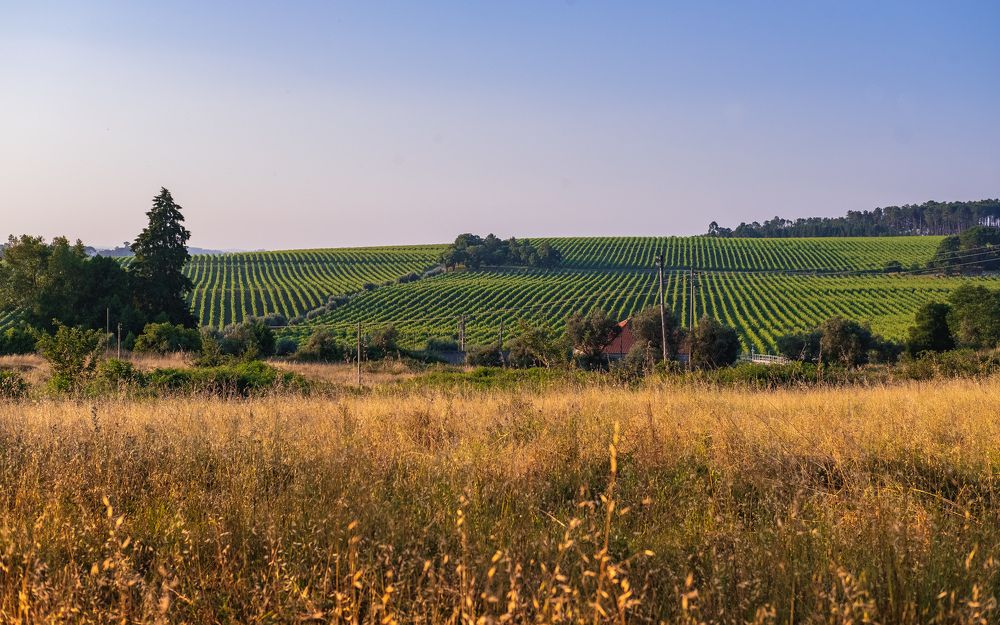 Vineyard Landscape