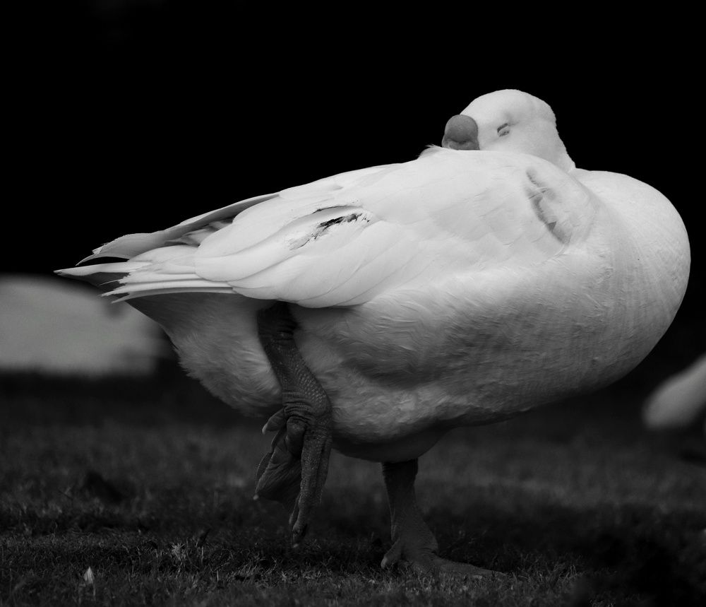 Don't disturb me! I am sleeping