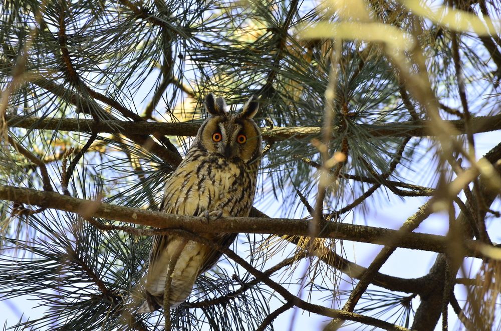Ушастая сова.