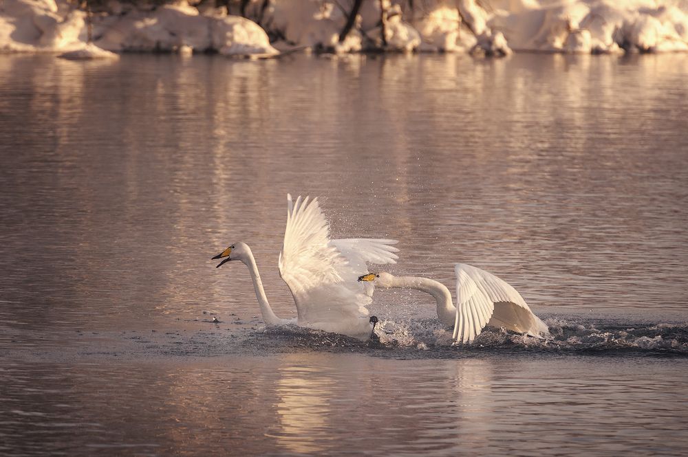 Теперь ты галишь