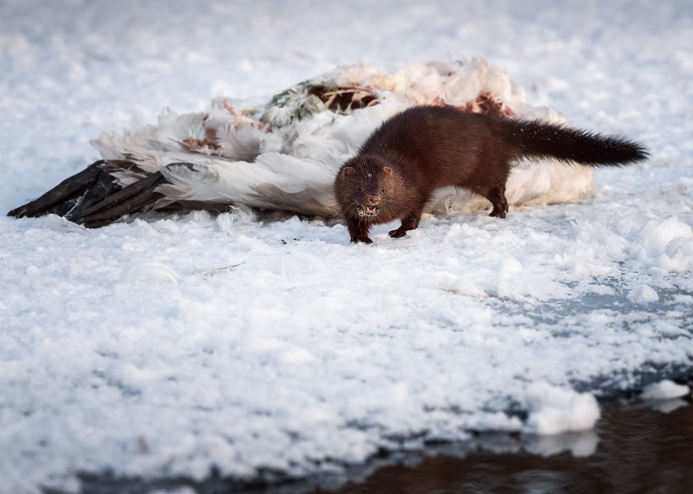 Фотограф, это моя добыча!