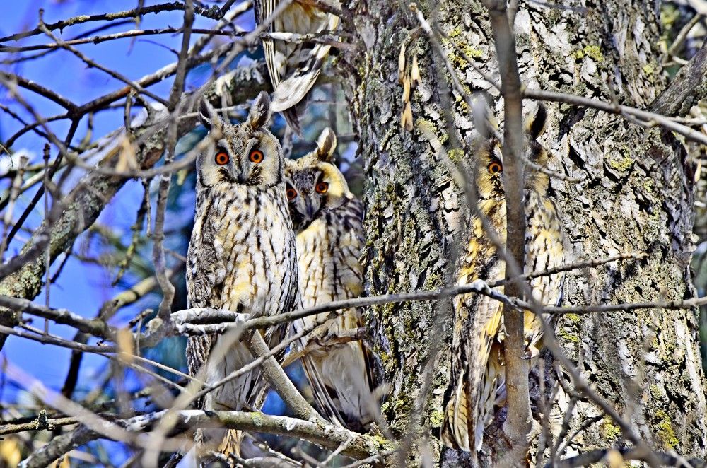 Ушастые совы.
