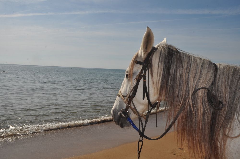 На море можно смотреть вечно