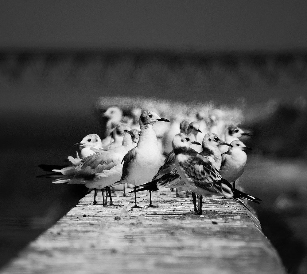 Веселые ребята