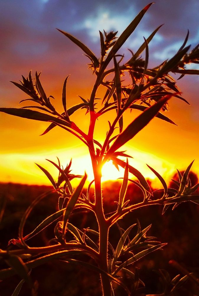 Закат и растение!