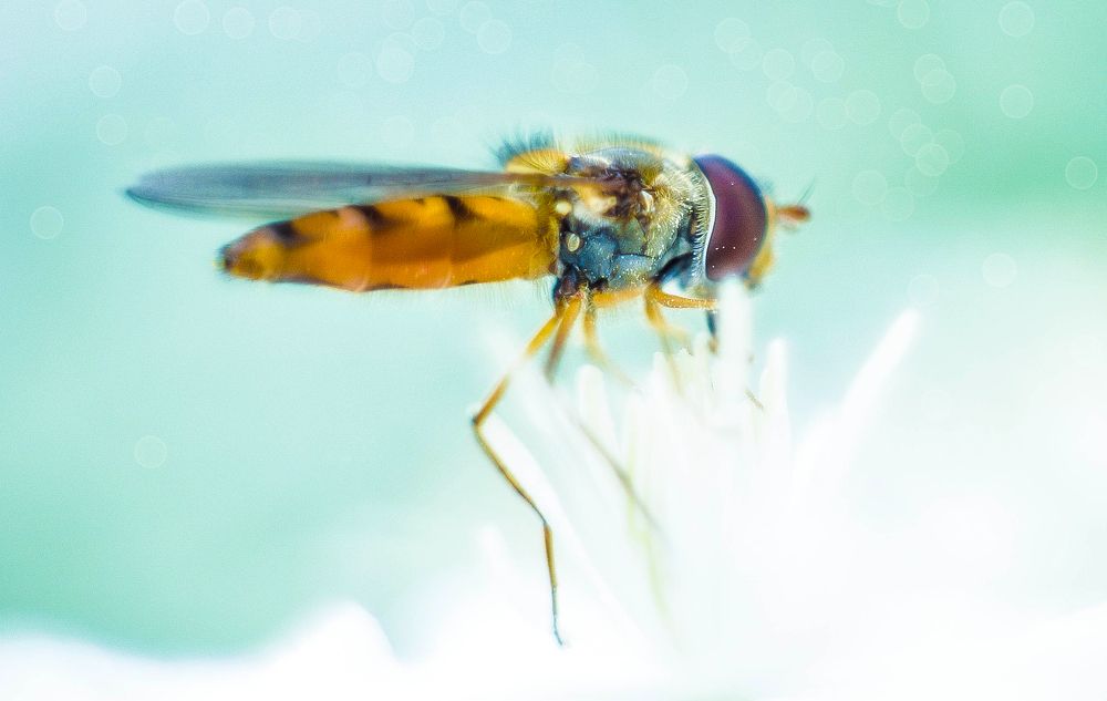 Photograph by Олеся zme