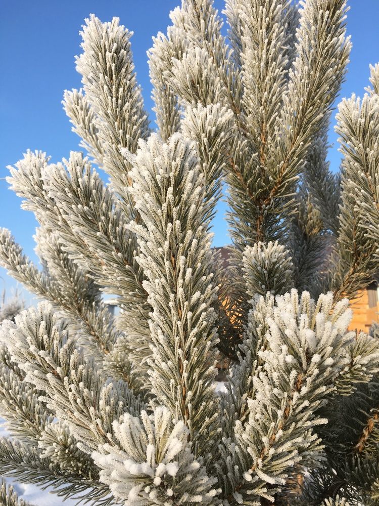 Мороз и солнце