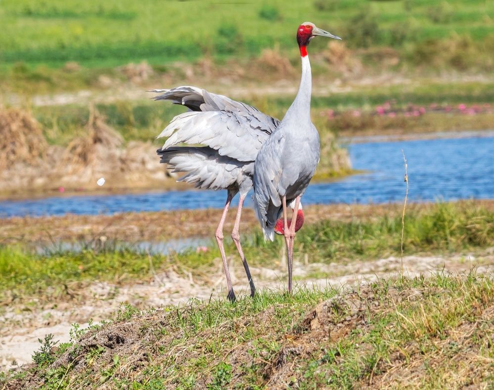 Sarus Crane