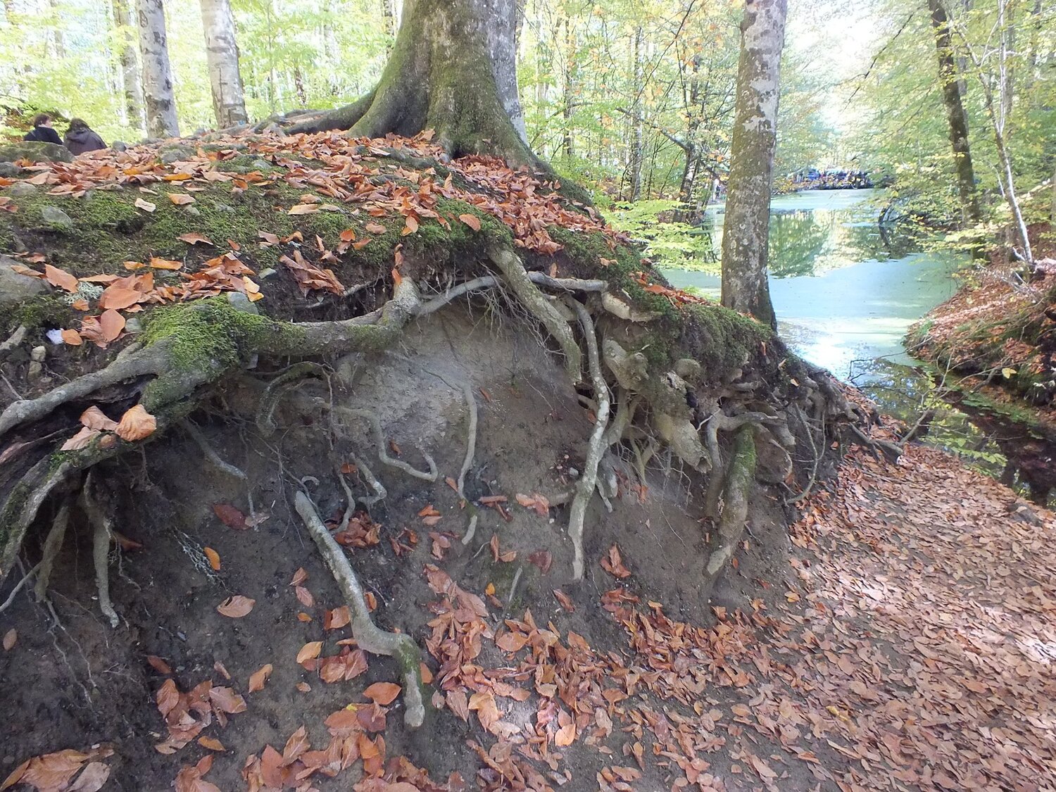 KÖK
