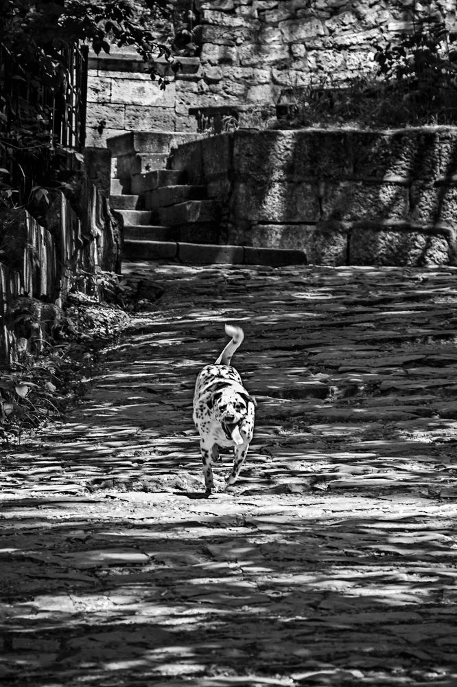 Пятнистое настроение