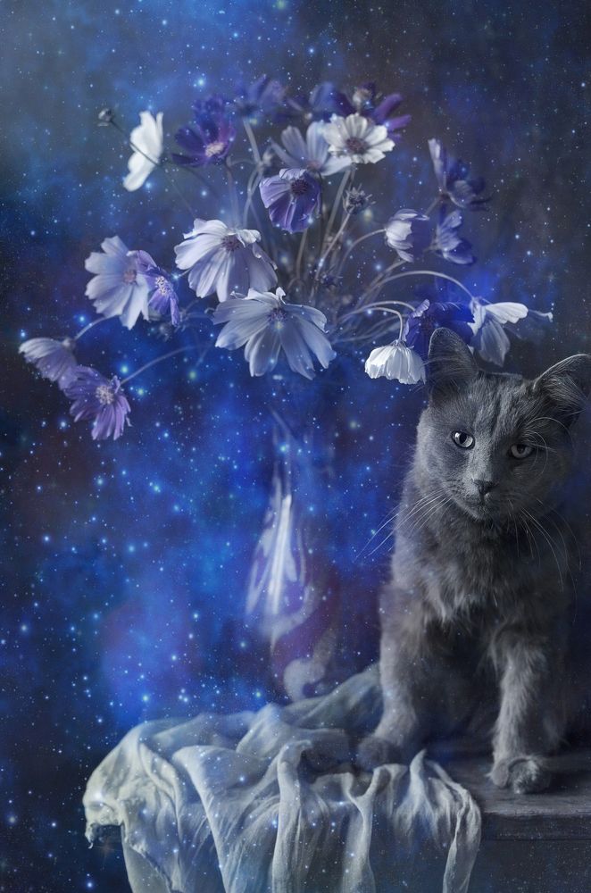 Космос и его космея