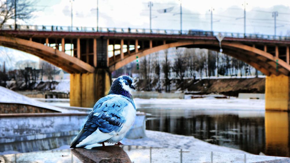 Фотография автора Анастасия Пищулова