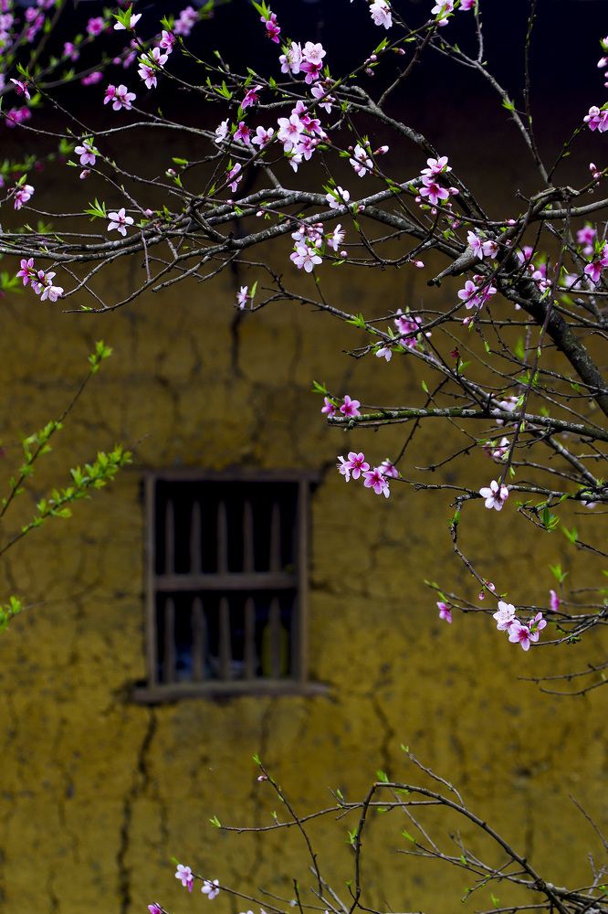 Spring Window