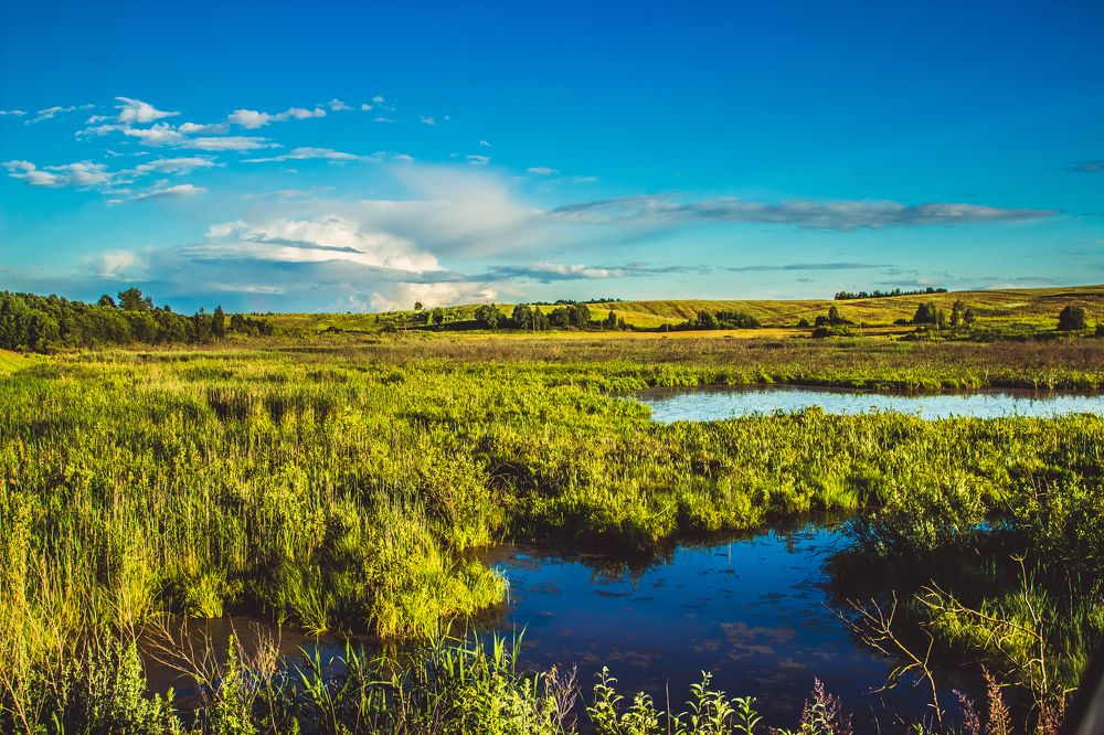 Вид на болотные места