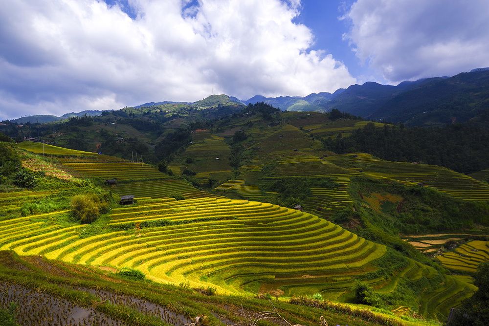 La Pan Tan - Viet Nam