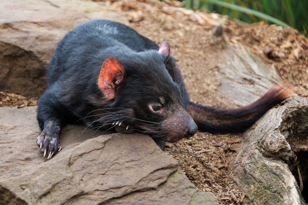 Tasmanian devil