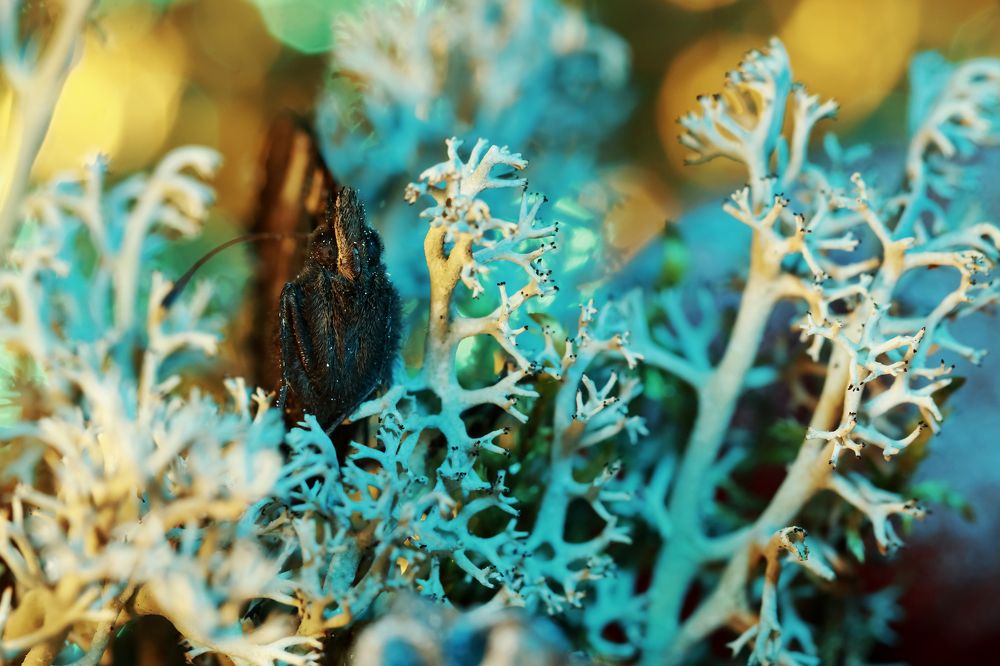 проснулся слишком рано