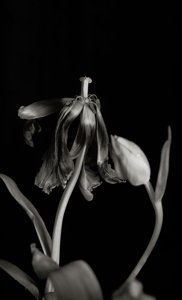 Танго вдвоем.