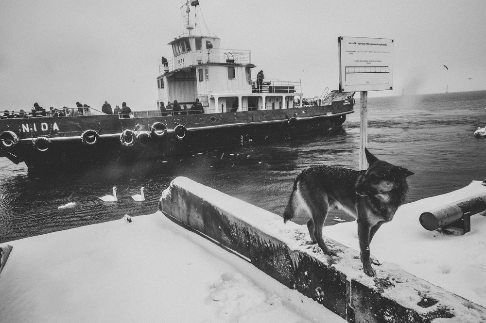 Waiting for the owner