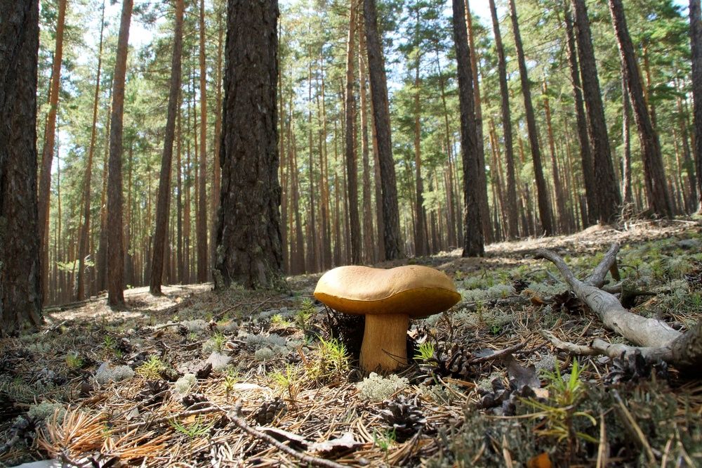 Сосновый лес и боровик