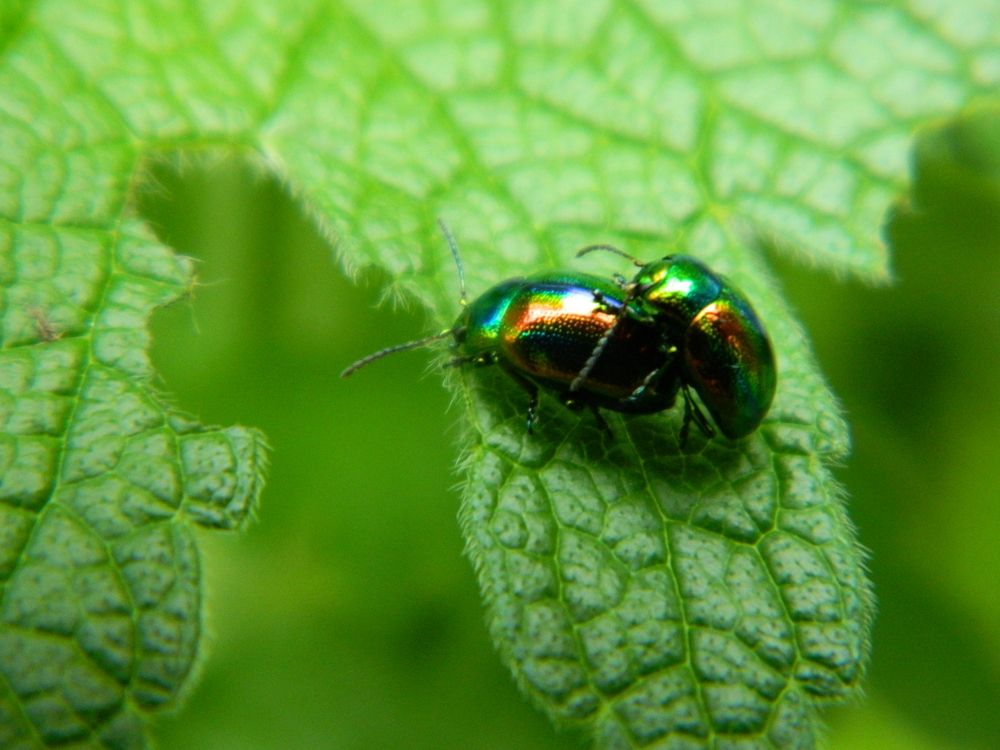 Любовь листоедов