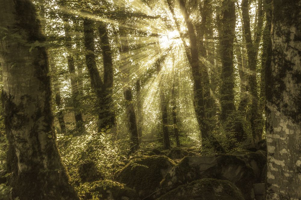 И разлилось солнце золотое..