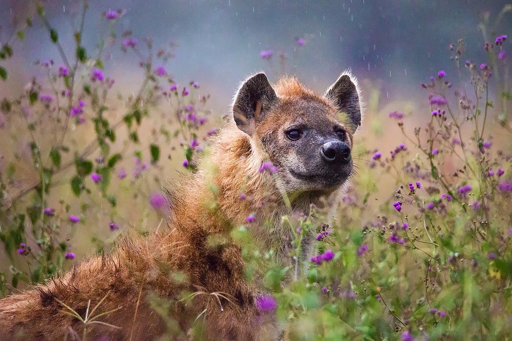 Романтик / Romantic