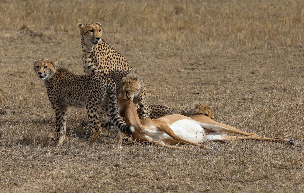 Cheetah and cubs with kill