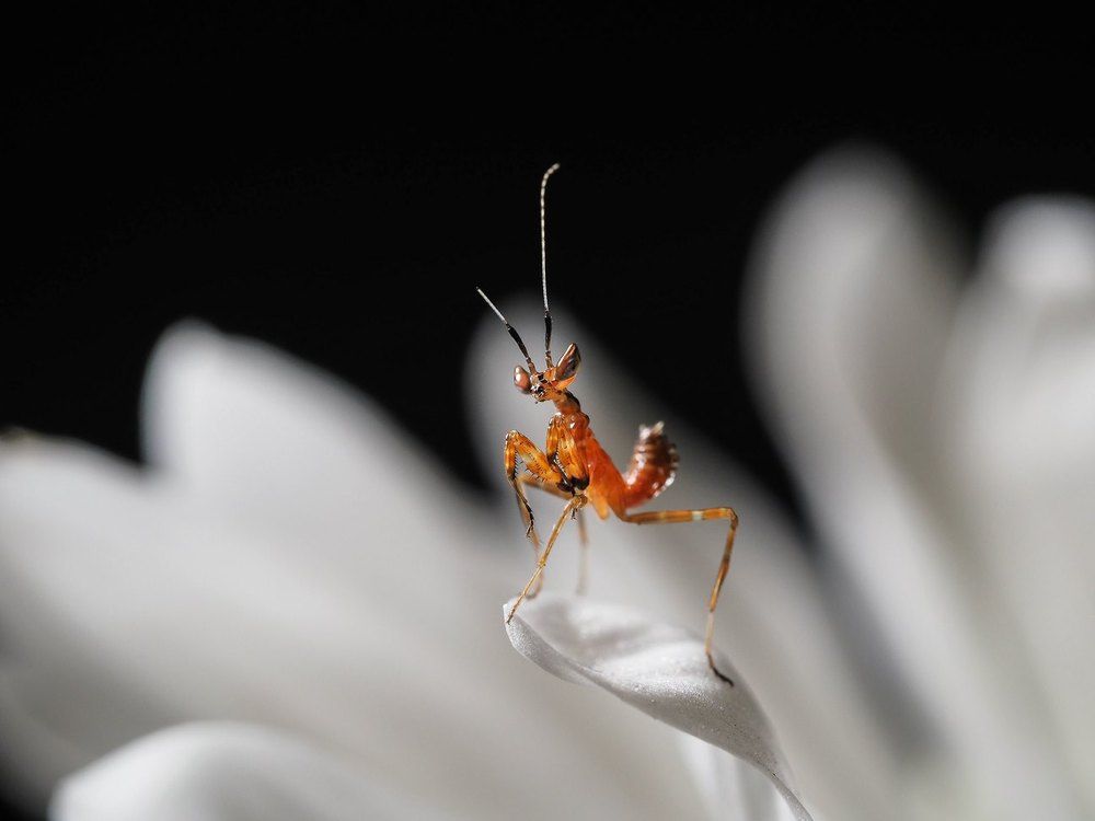 Юный цветочный богомол