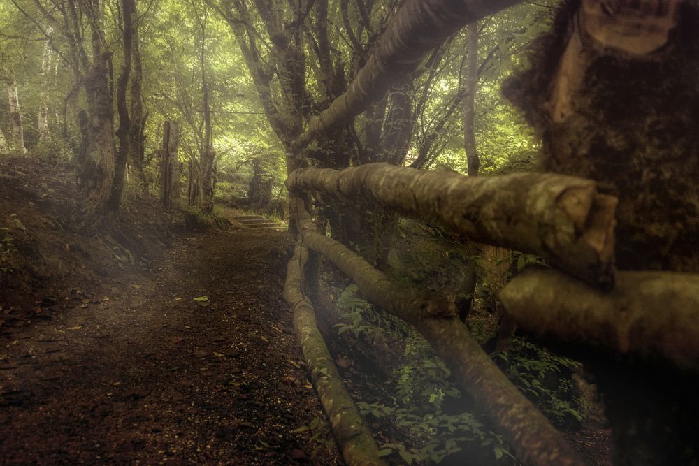 Тайная тропинка