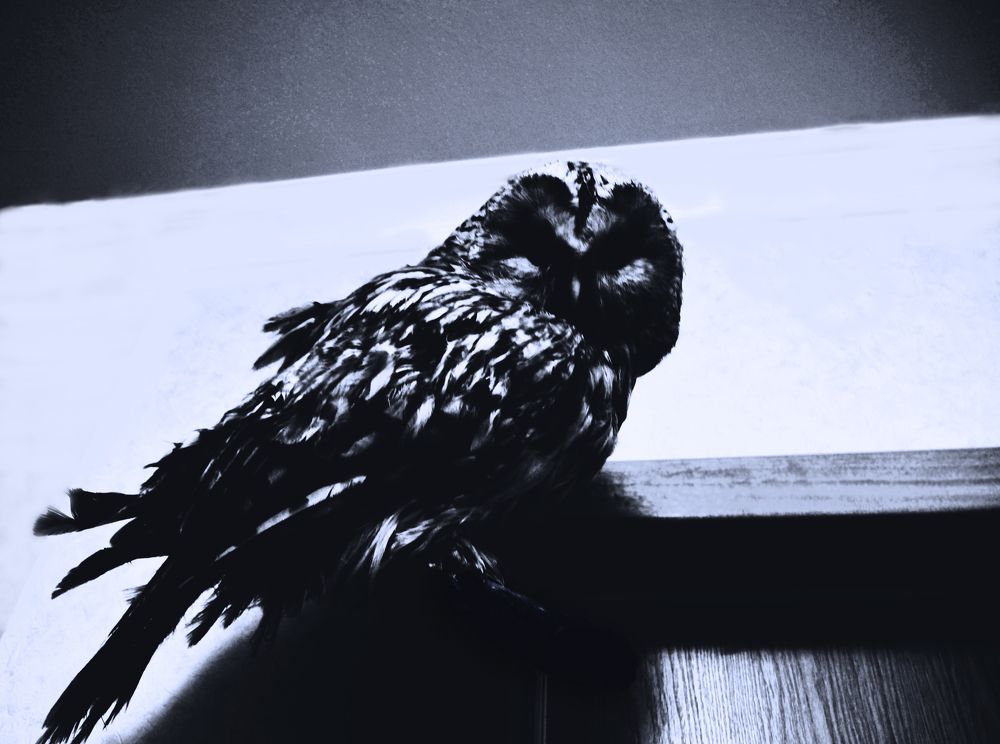 Owl of light and darkness