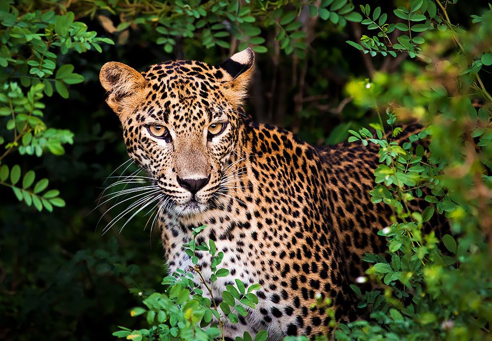 Дерзкий леопард