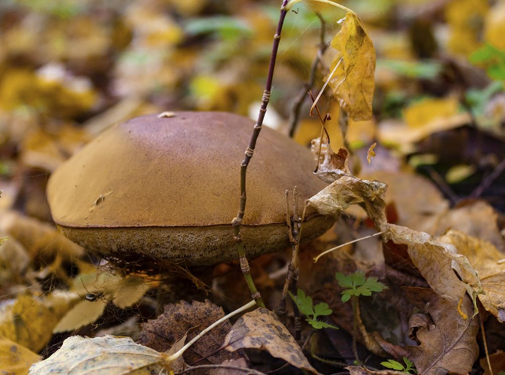 Photograph by MARINA FADEEVA