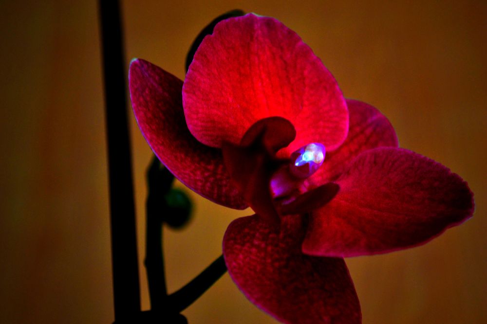 "Гори, гори, моя звезда!"